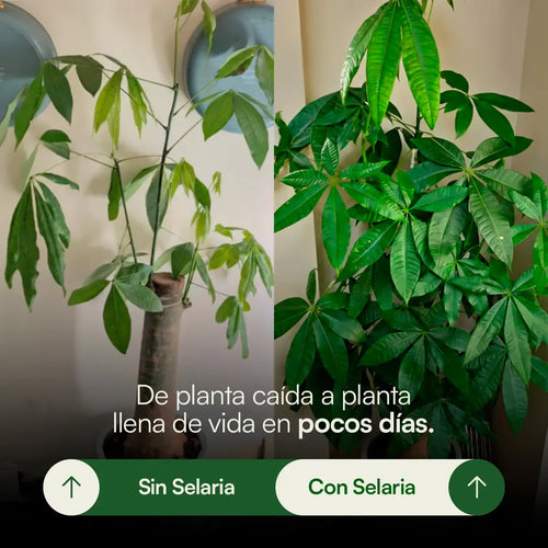 Alimento Natural para Plantas - Selaria