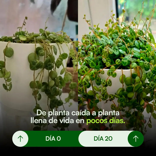 Minerales para Plantas - Selaria