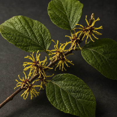 Hamamelis