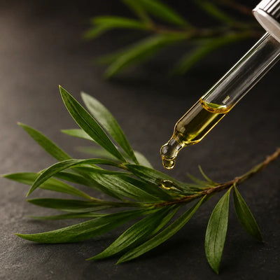 Aceite de Árbol de Té Microencapsulado